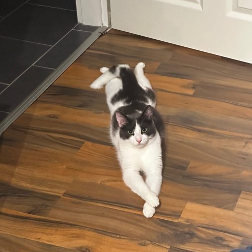 Kater: „Hector“