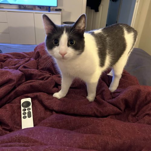 Kater: „Hector“