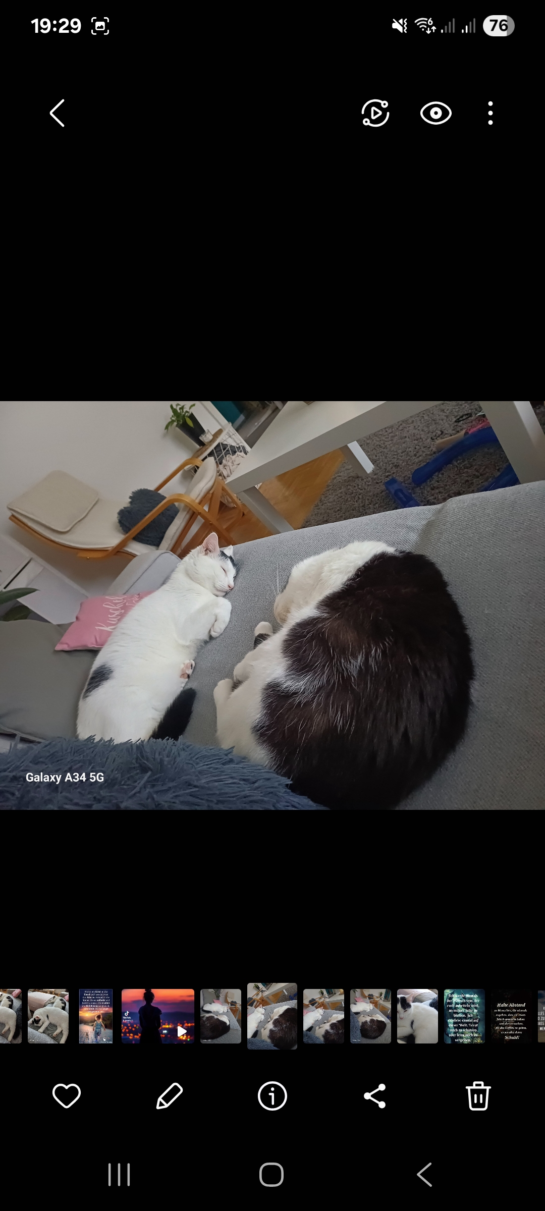 Katze: „Silvio und Madame Odo ( jetzt Line )“