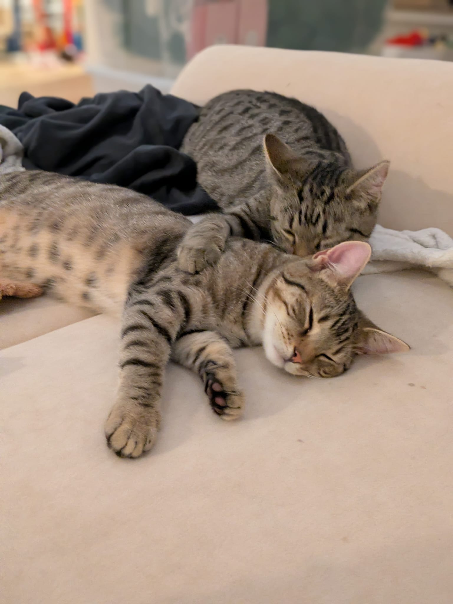 Katze: „Krosse & Krabbe“