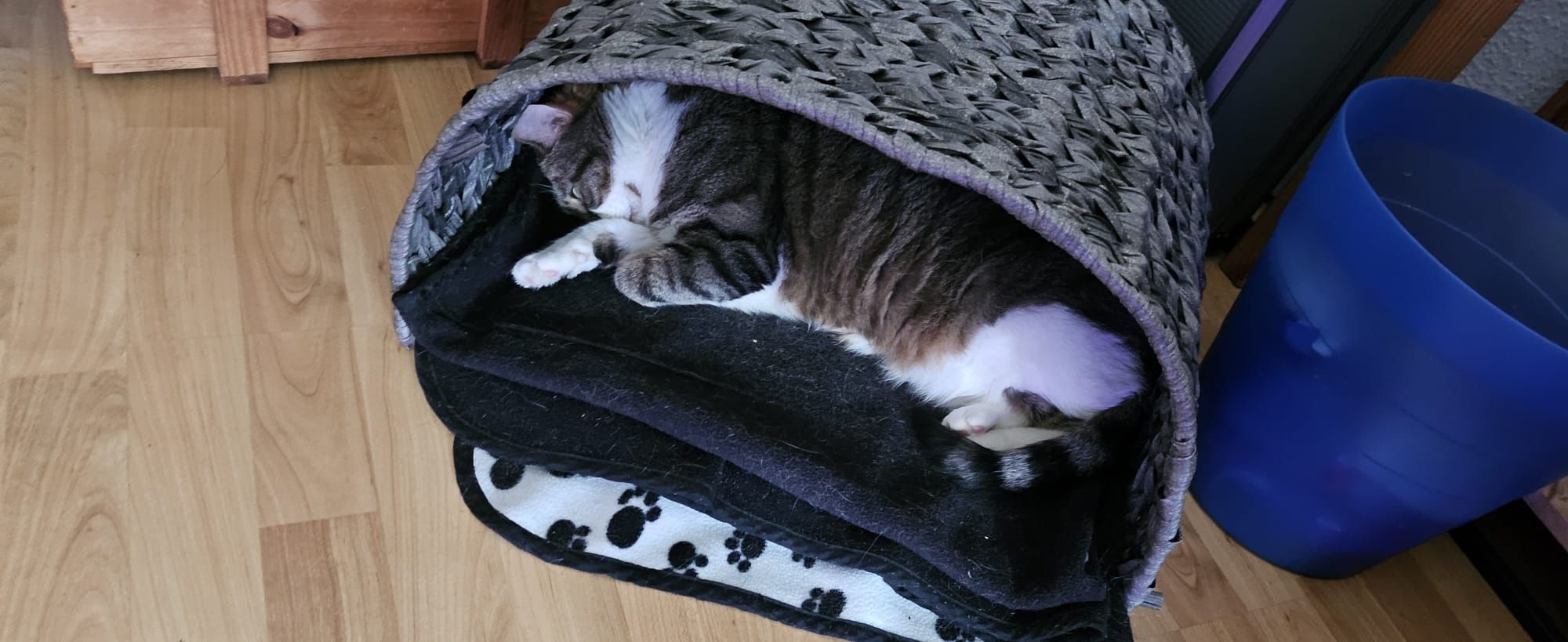 Katze: „Schnuppe und Söckchen“