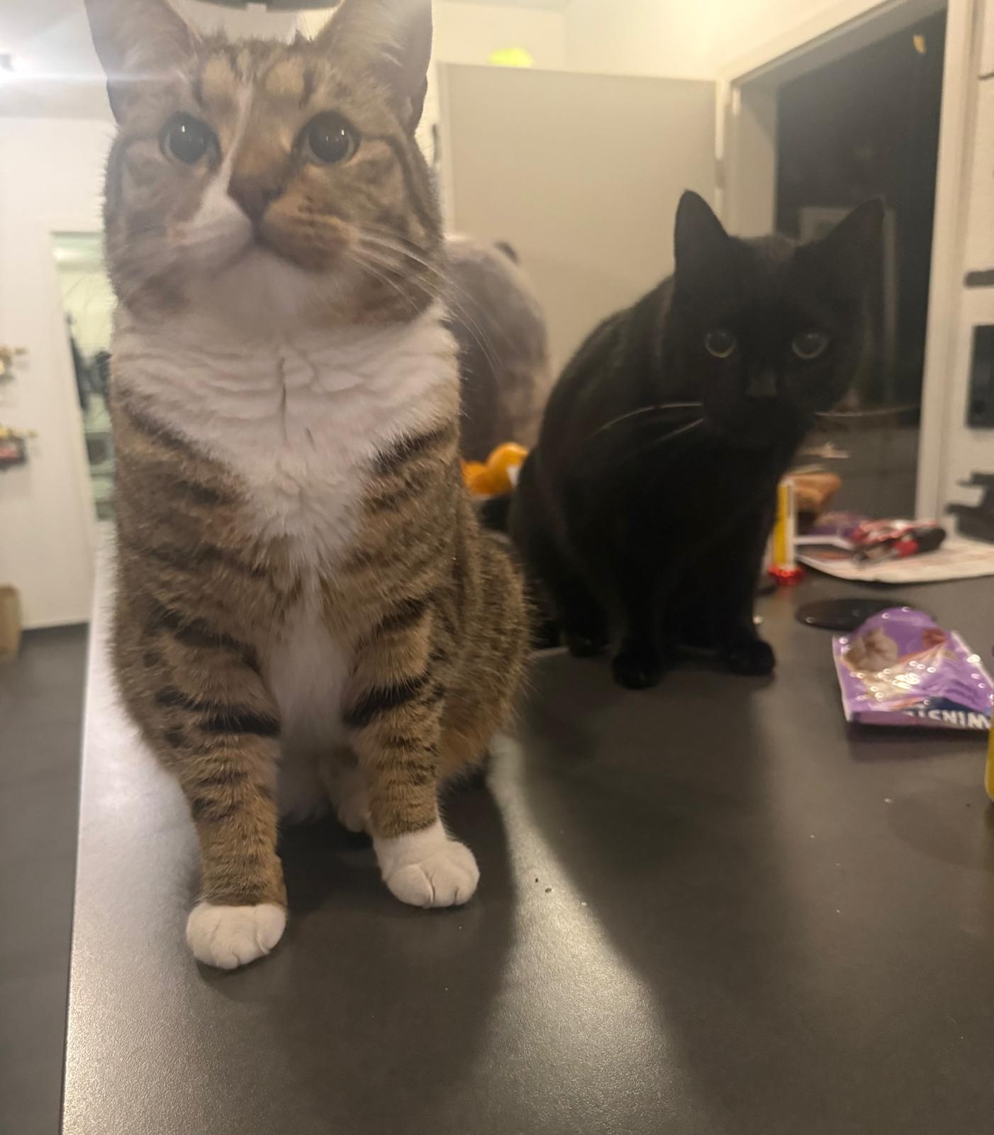 Katzen: „Lui ehemals Moschua und Minnie ehemals Mars“
