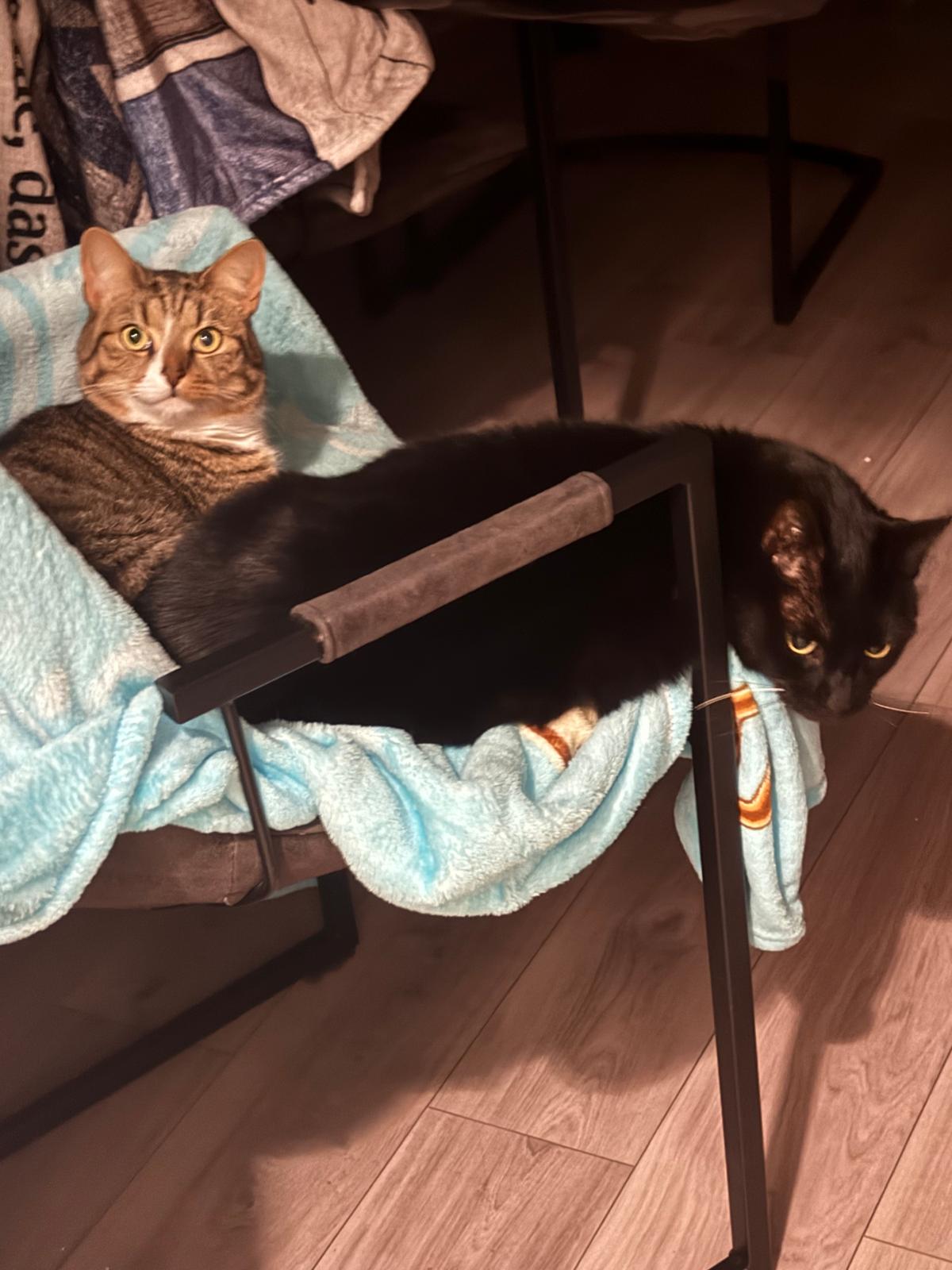 Katzen: „Lui ehemals Moschua und Minnie ehemals Mars“