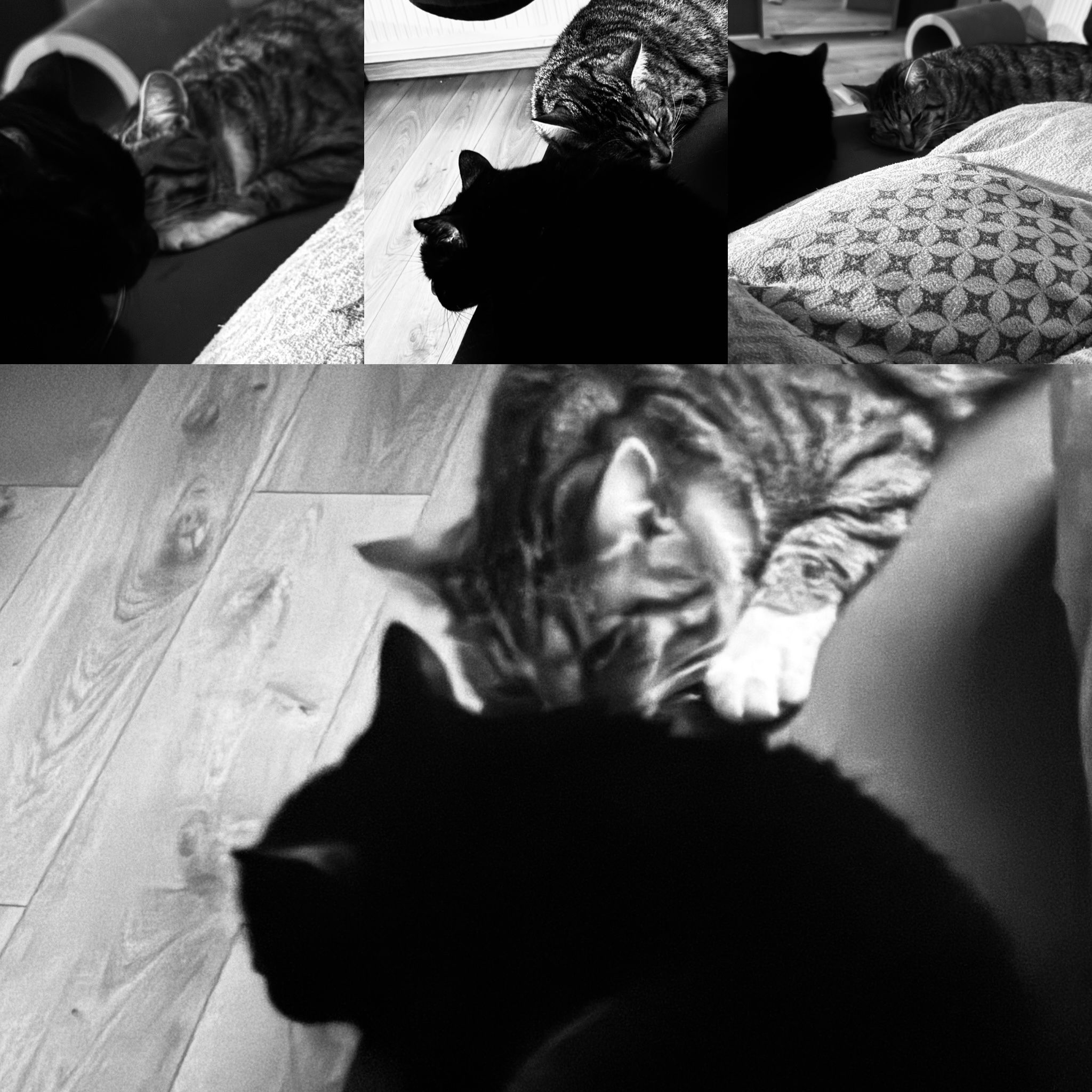 Katzen: „Lui ehemals Moschua und Minnie ehemals Mars“