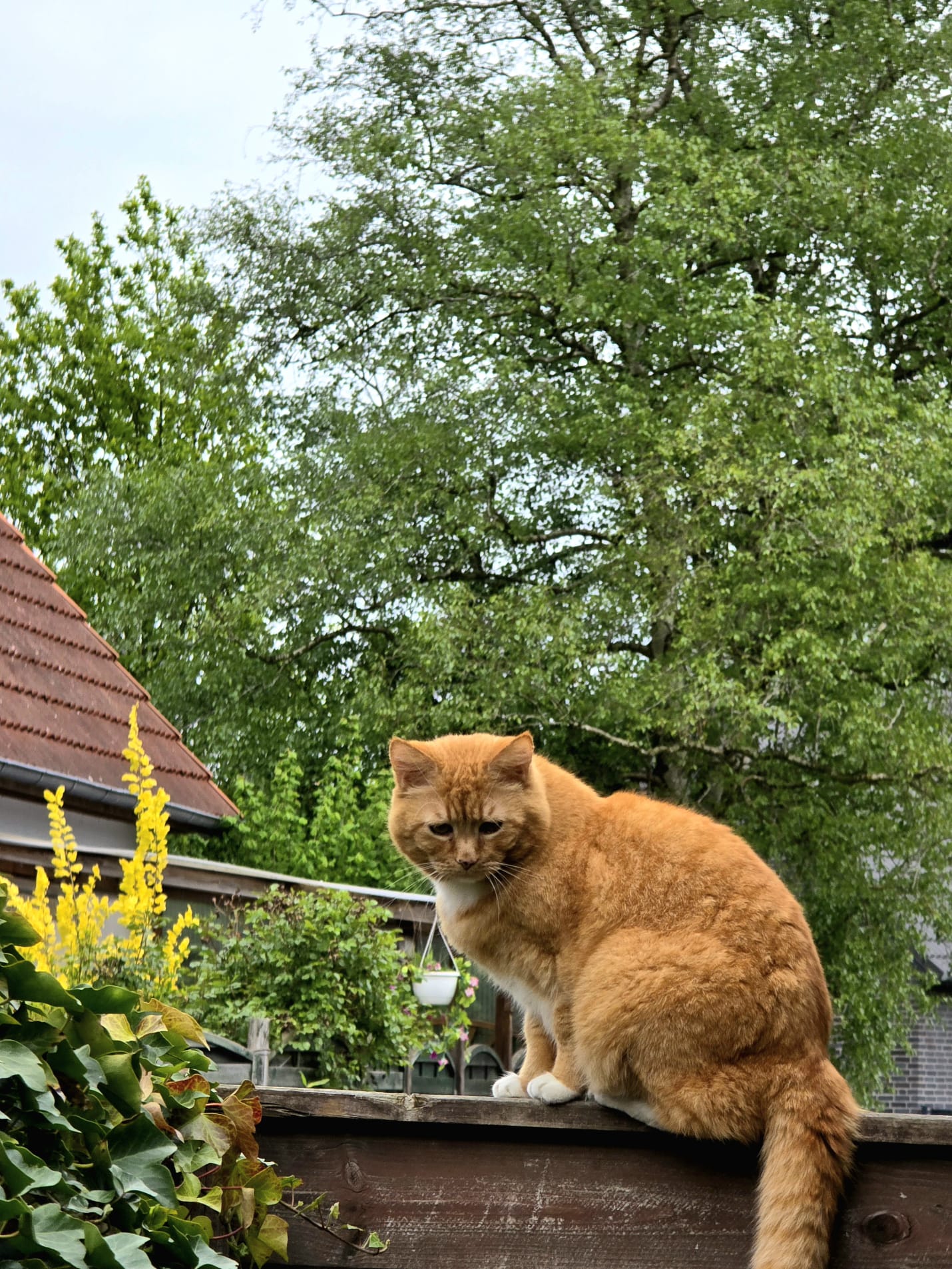Katze: „Albert“