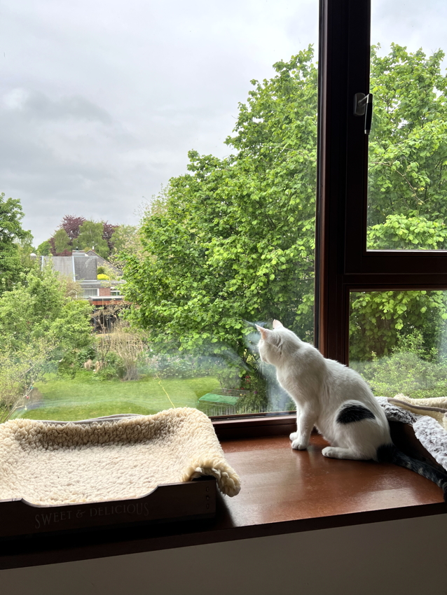 Katze: „Mike“