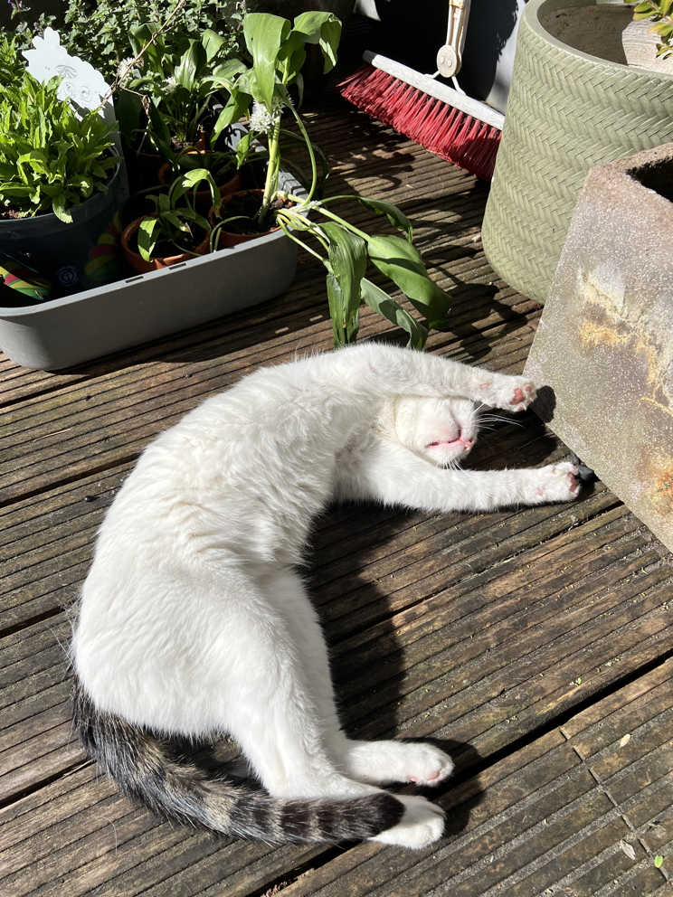 Katze: „Mike“