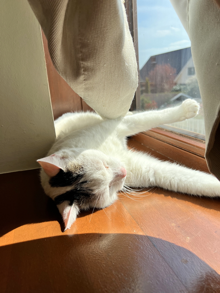 Katze: „Mike“