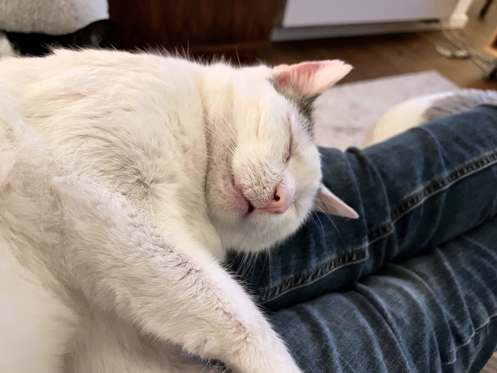 Katze: „Mike“