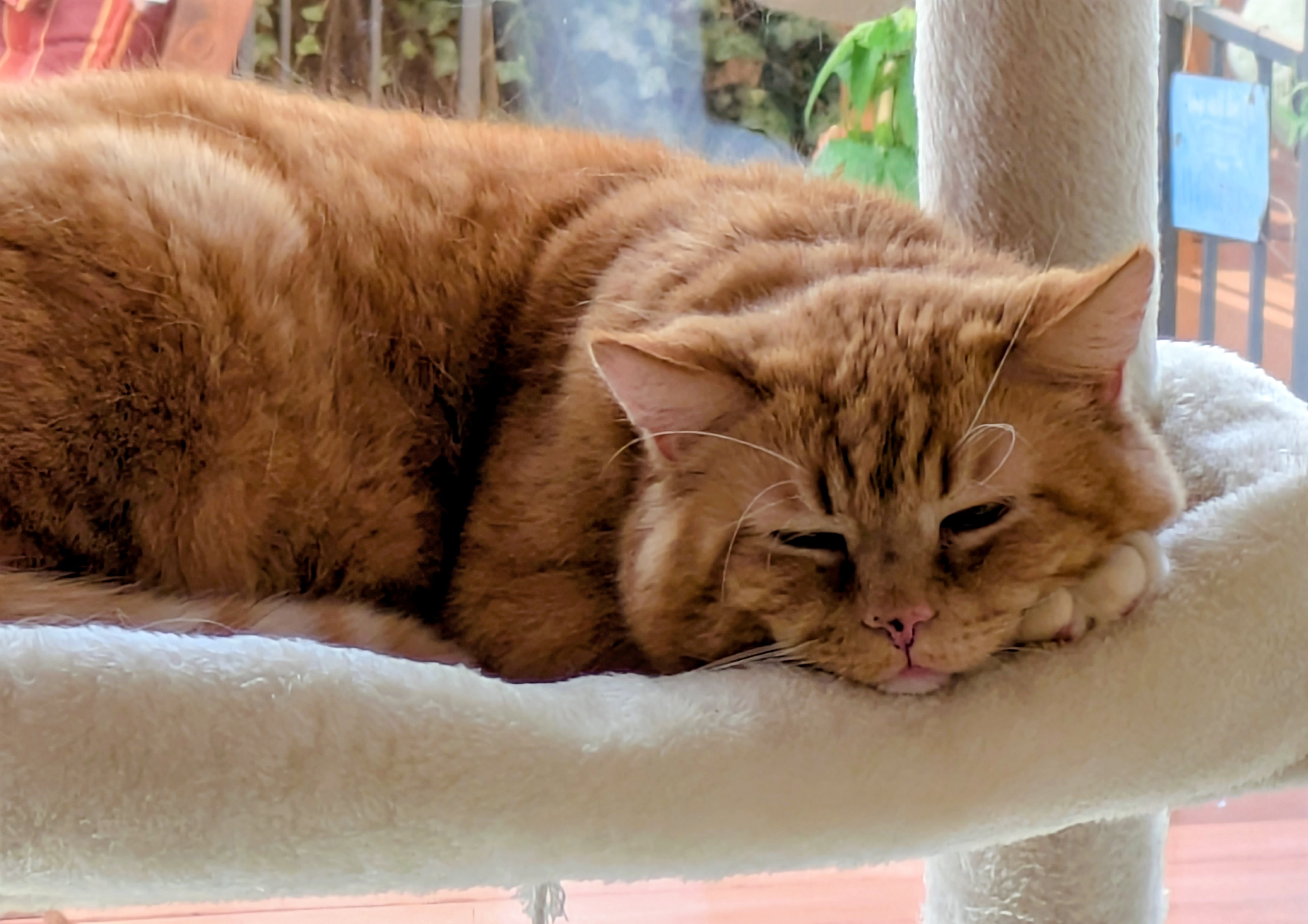 Katze: „Albert“