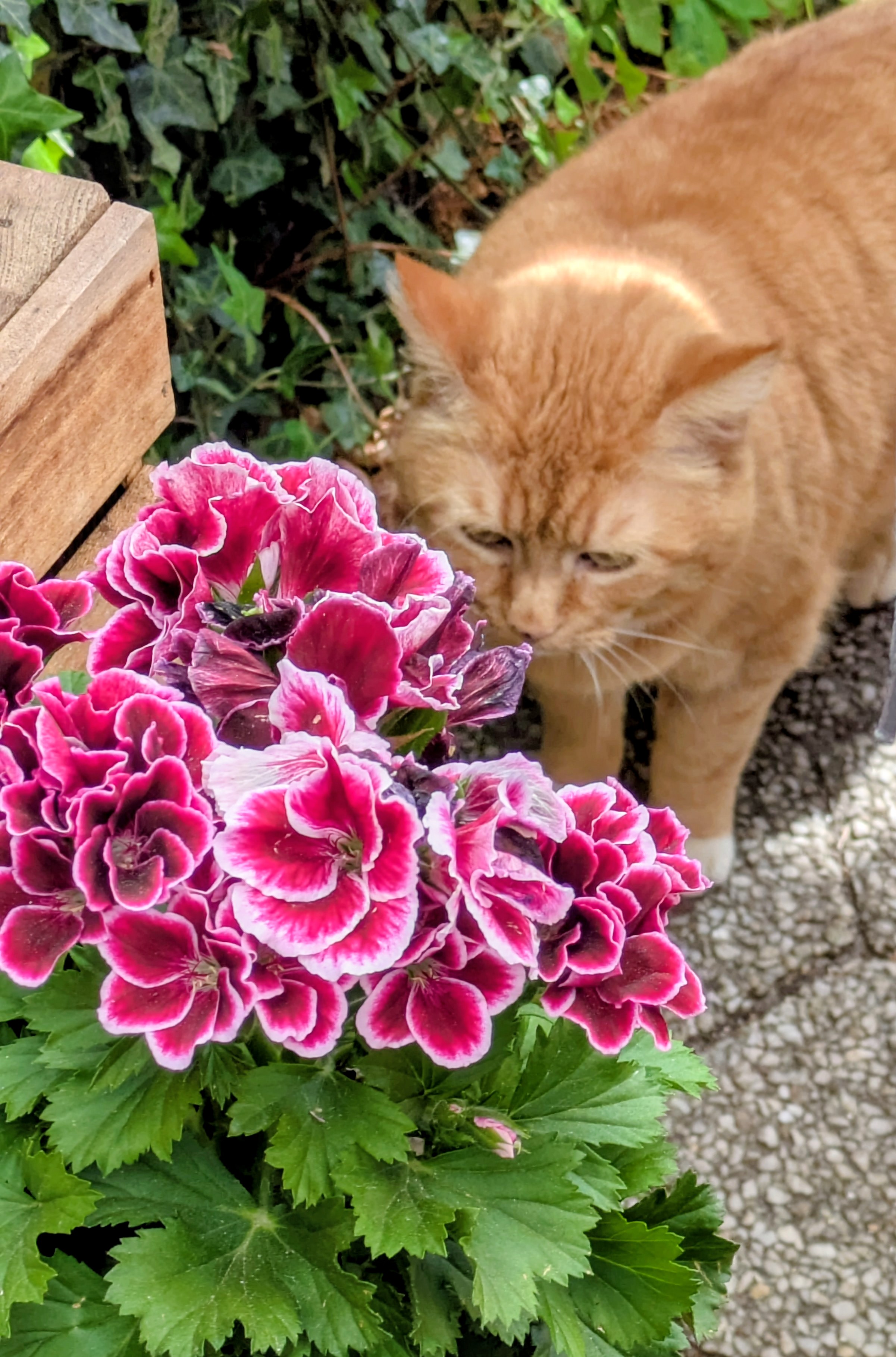 Katze: „Albert“