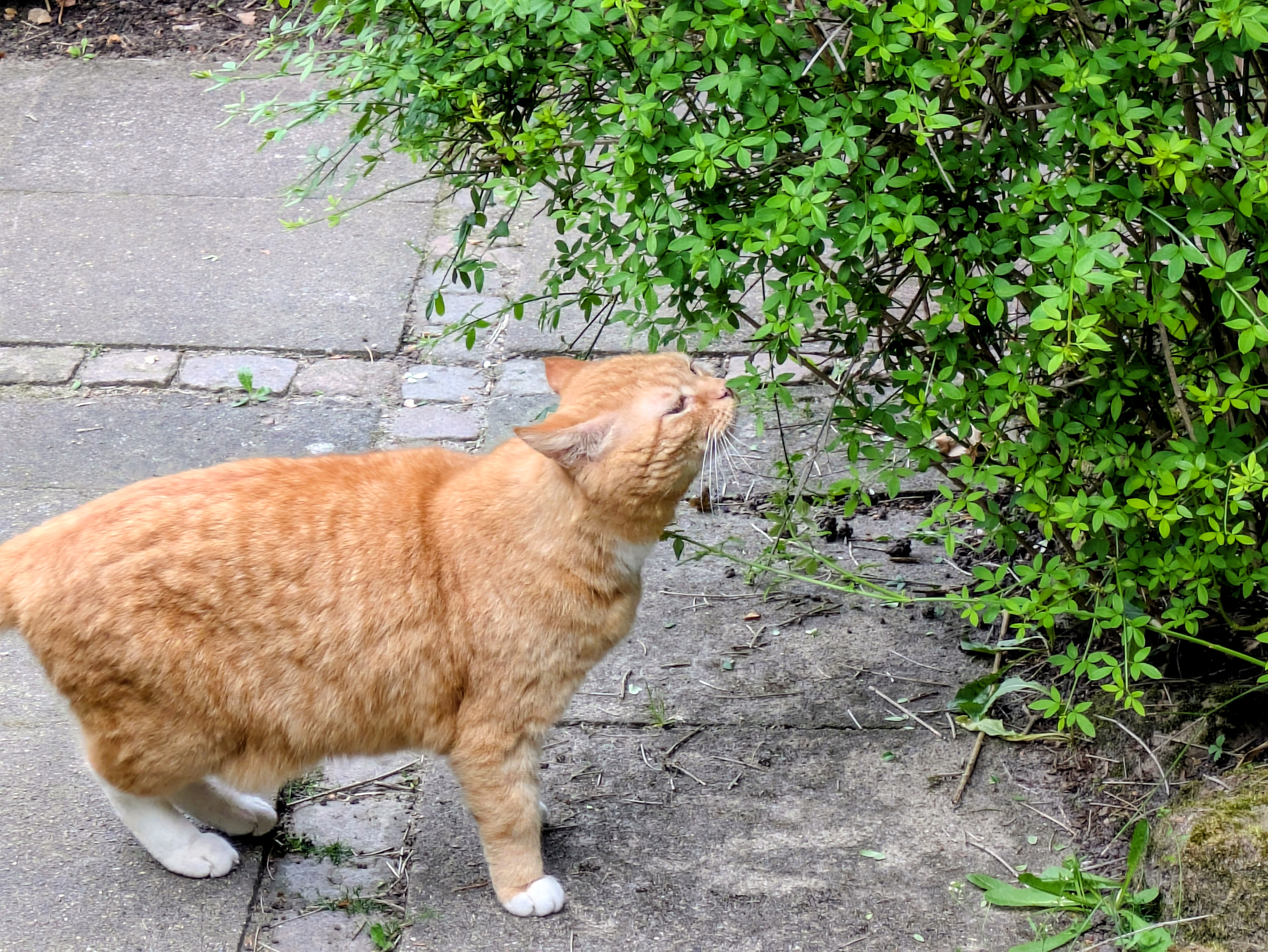 Katze: „Albert“