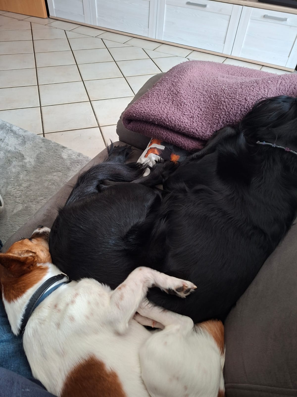 Hund: „Erst Dante, dann Stich, heute Anton“