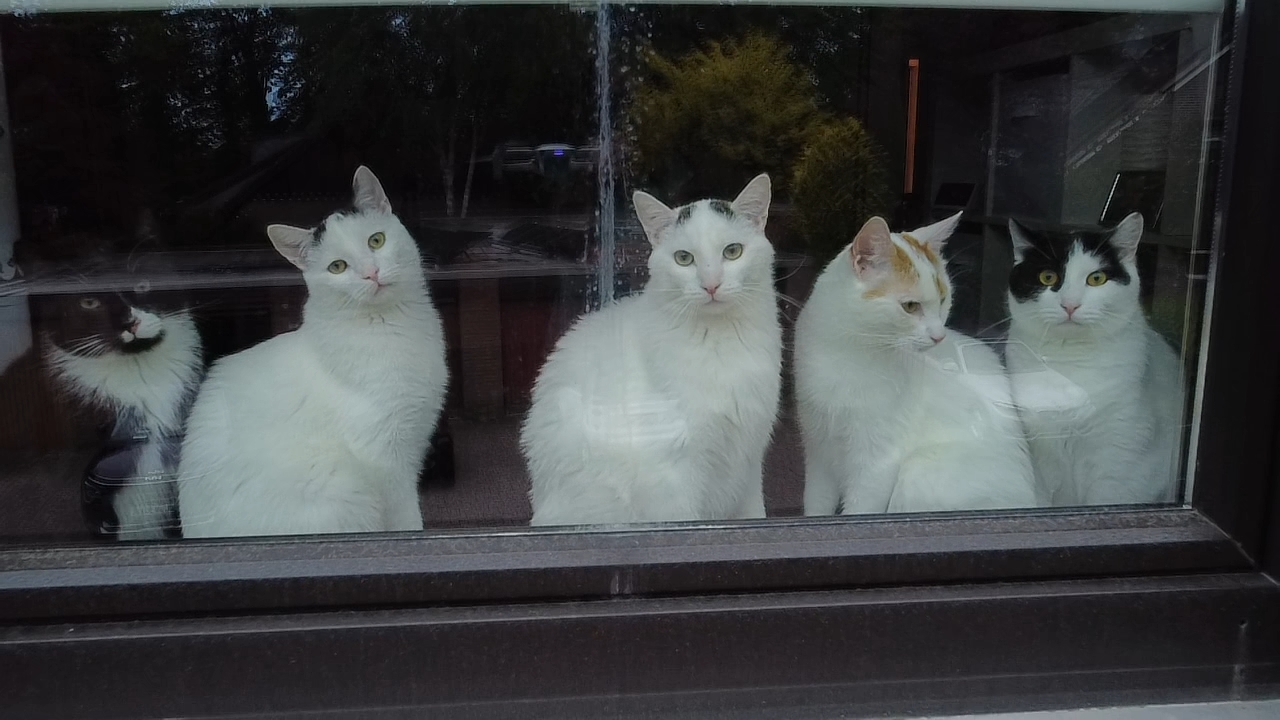 Kater: „Hope-Max-Simba-Sky-Tommy“