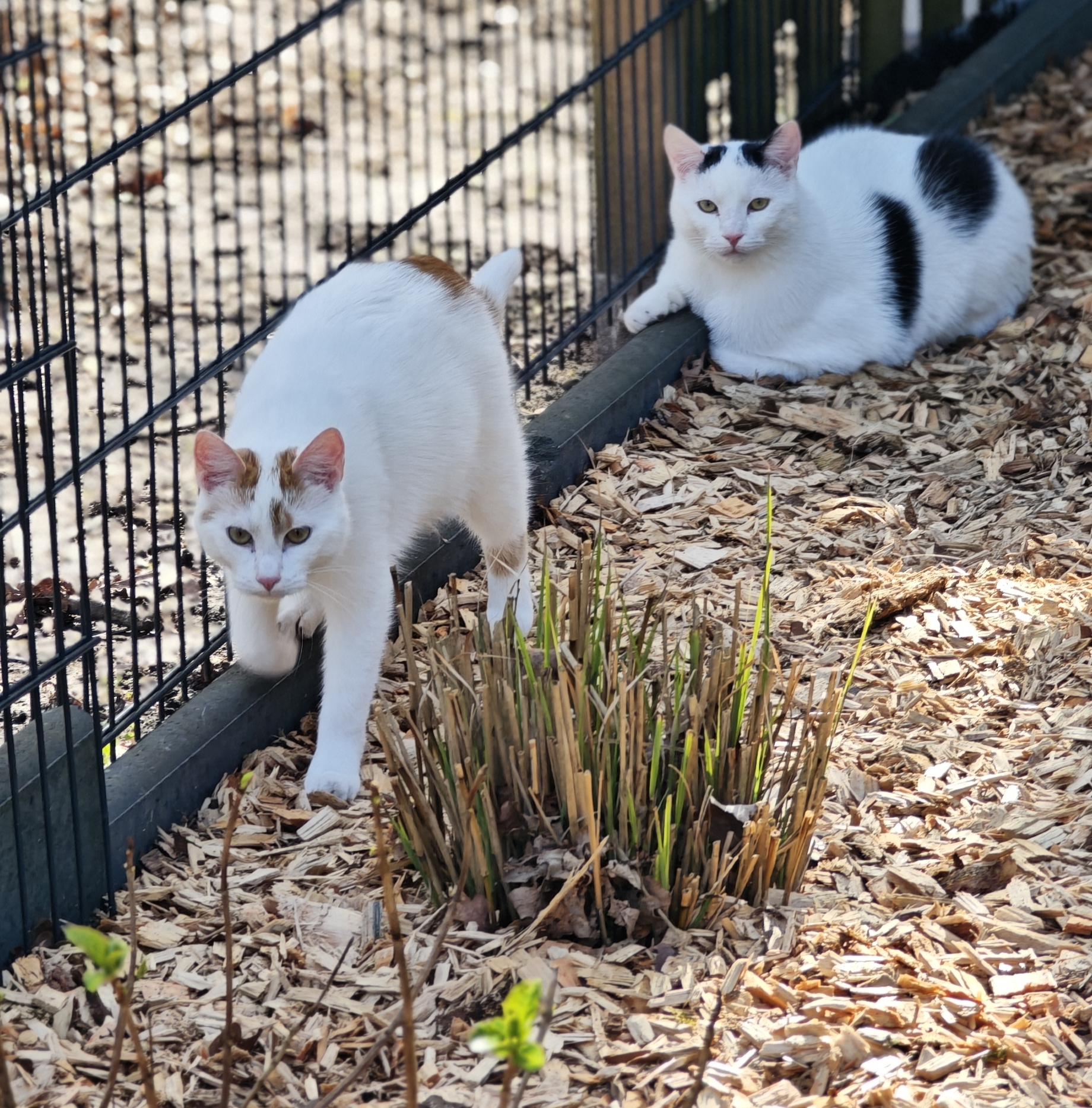 Kater: „Hope-Max-Simba-Sky-Tommy“