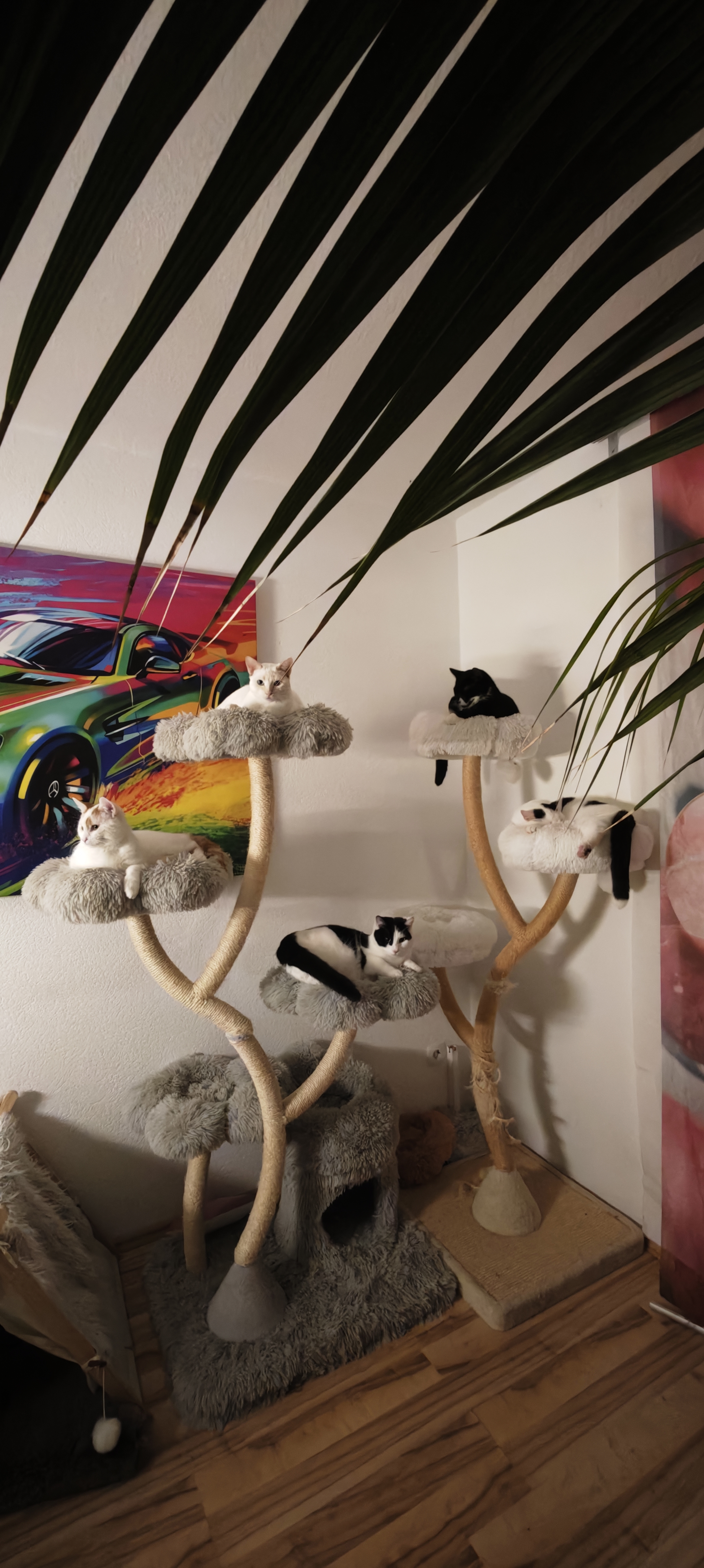 Kater: „Hope-Max-Simba-Sky-Tommy“