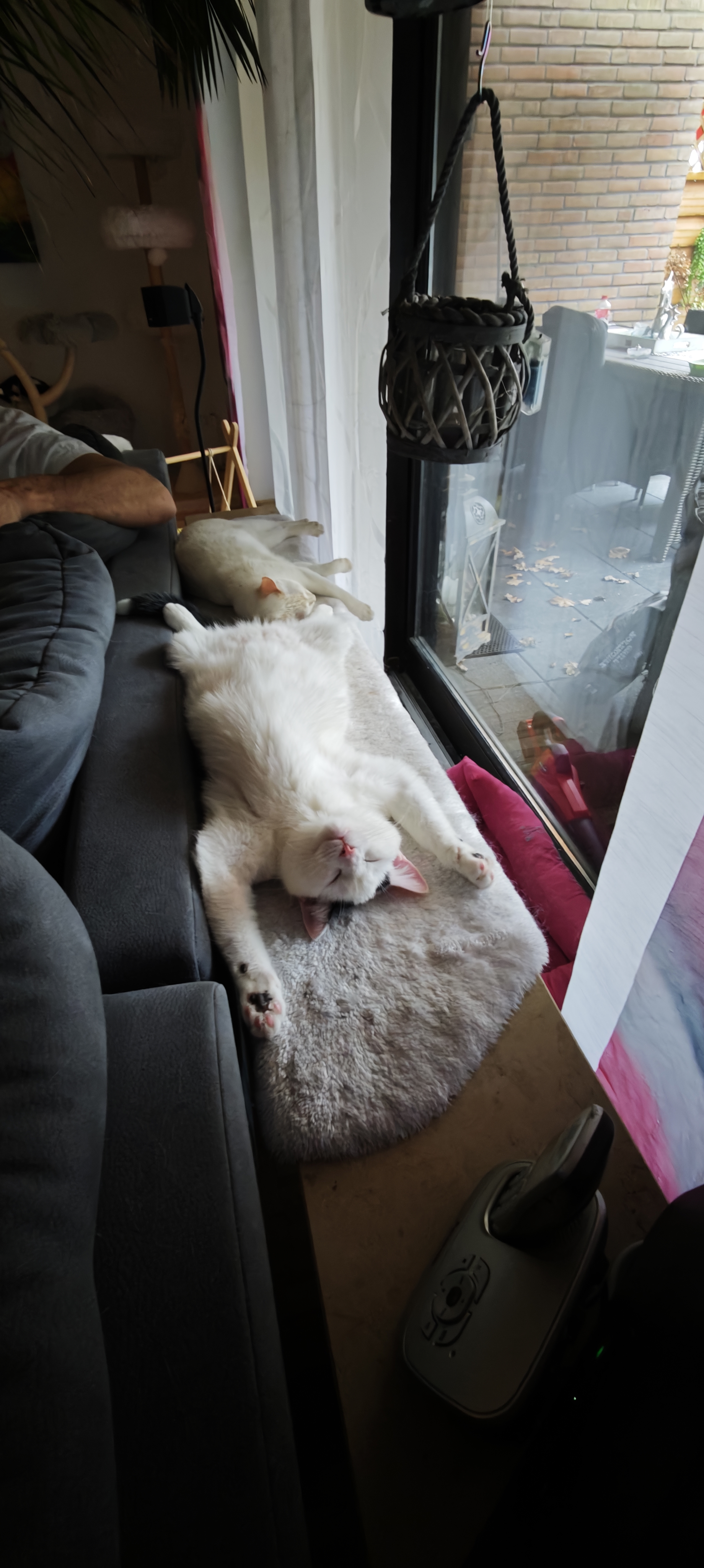 Kater: „Hope-Max-Simba-Sky-Tommy“