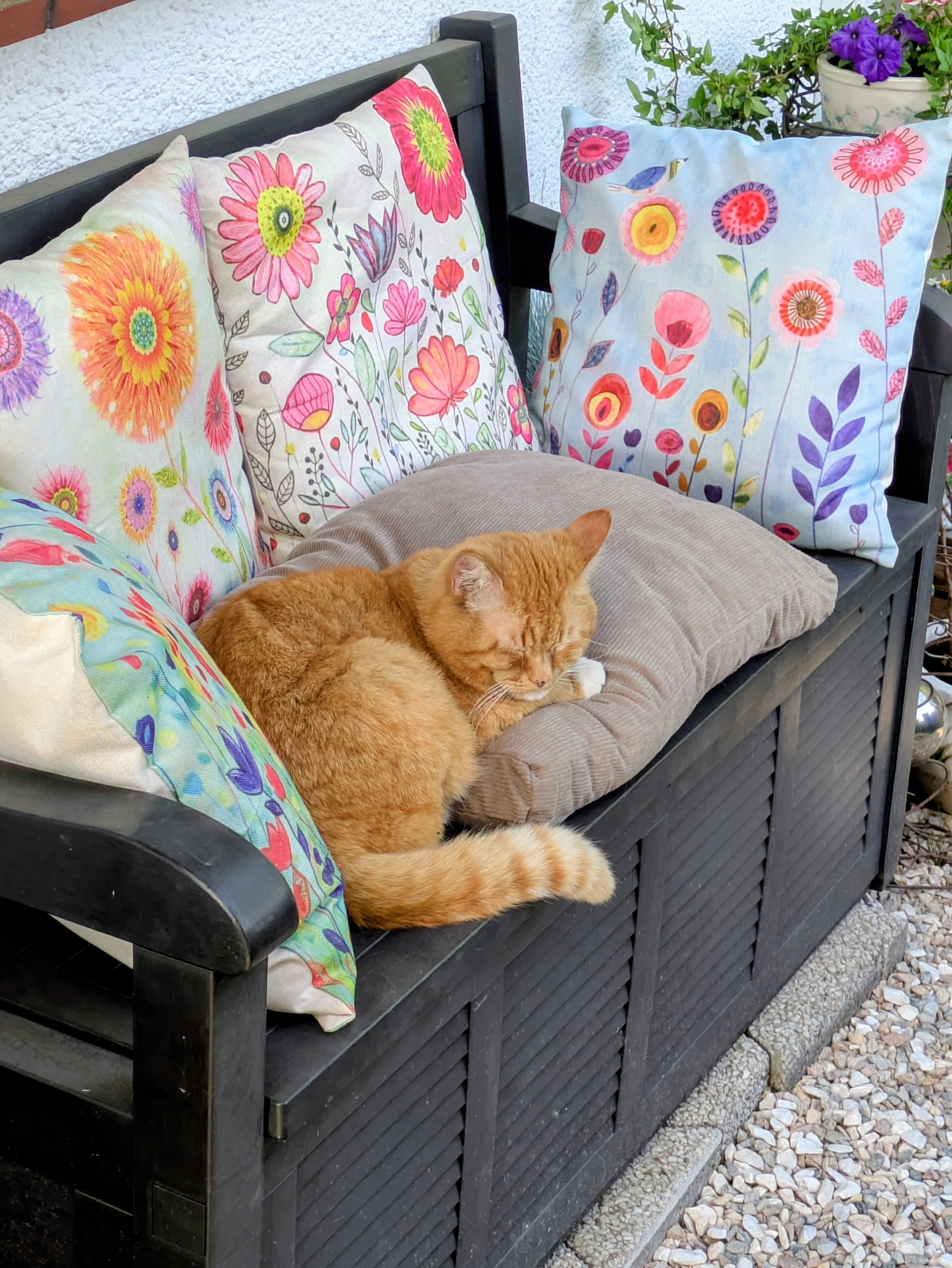 Katze: „Albert“