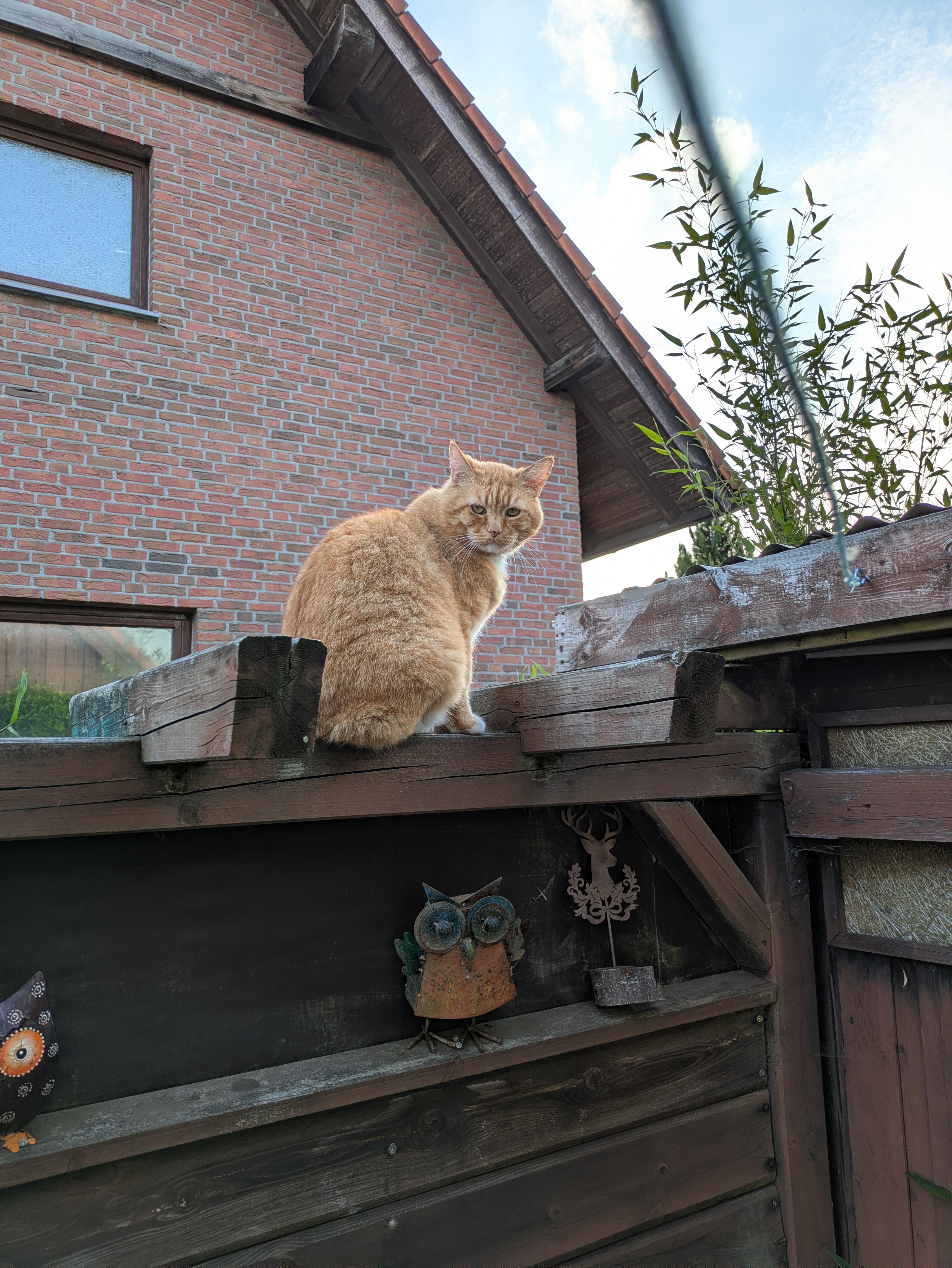 Katze: „Albert“