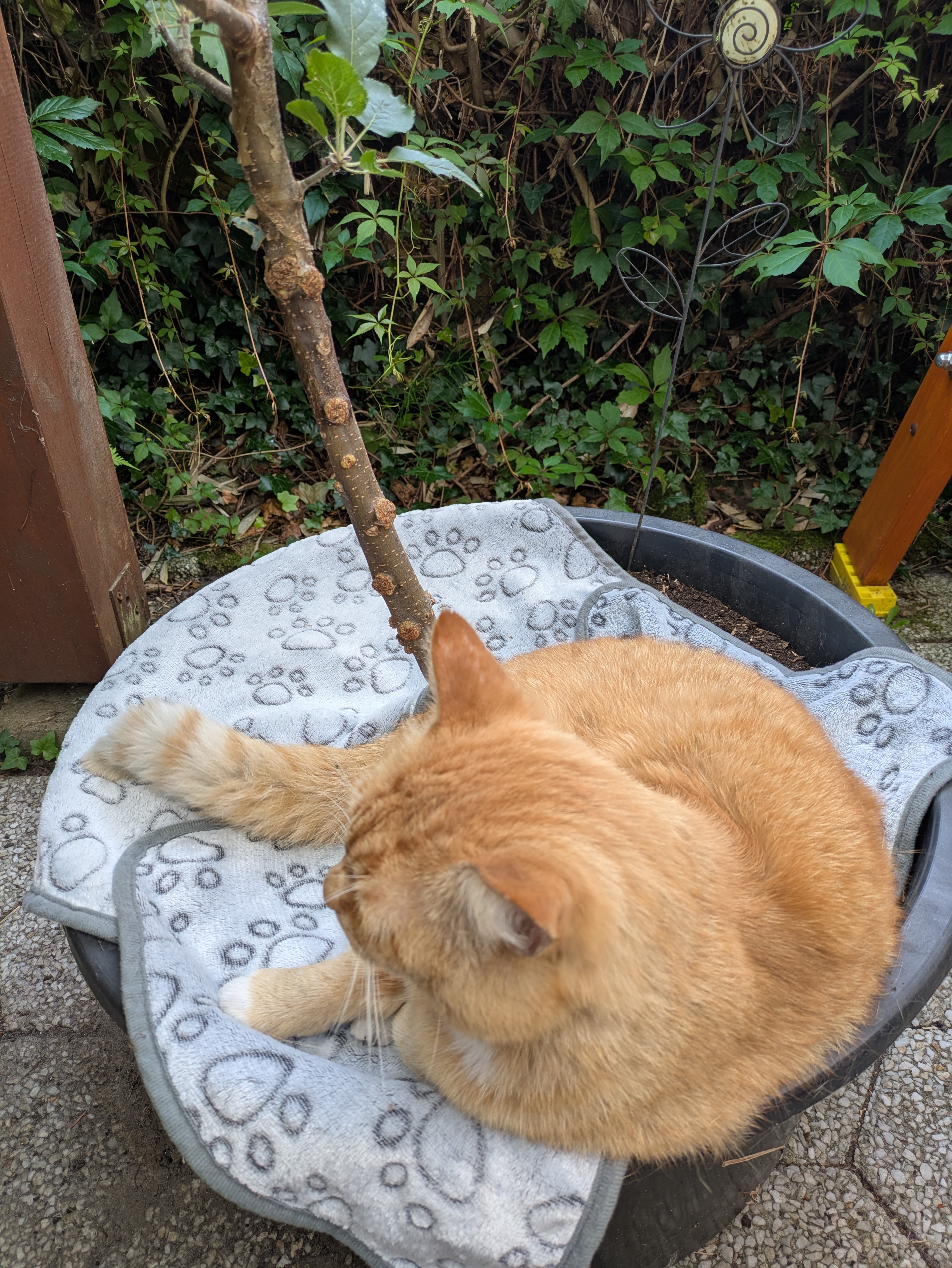 Katze: „Albert“