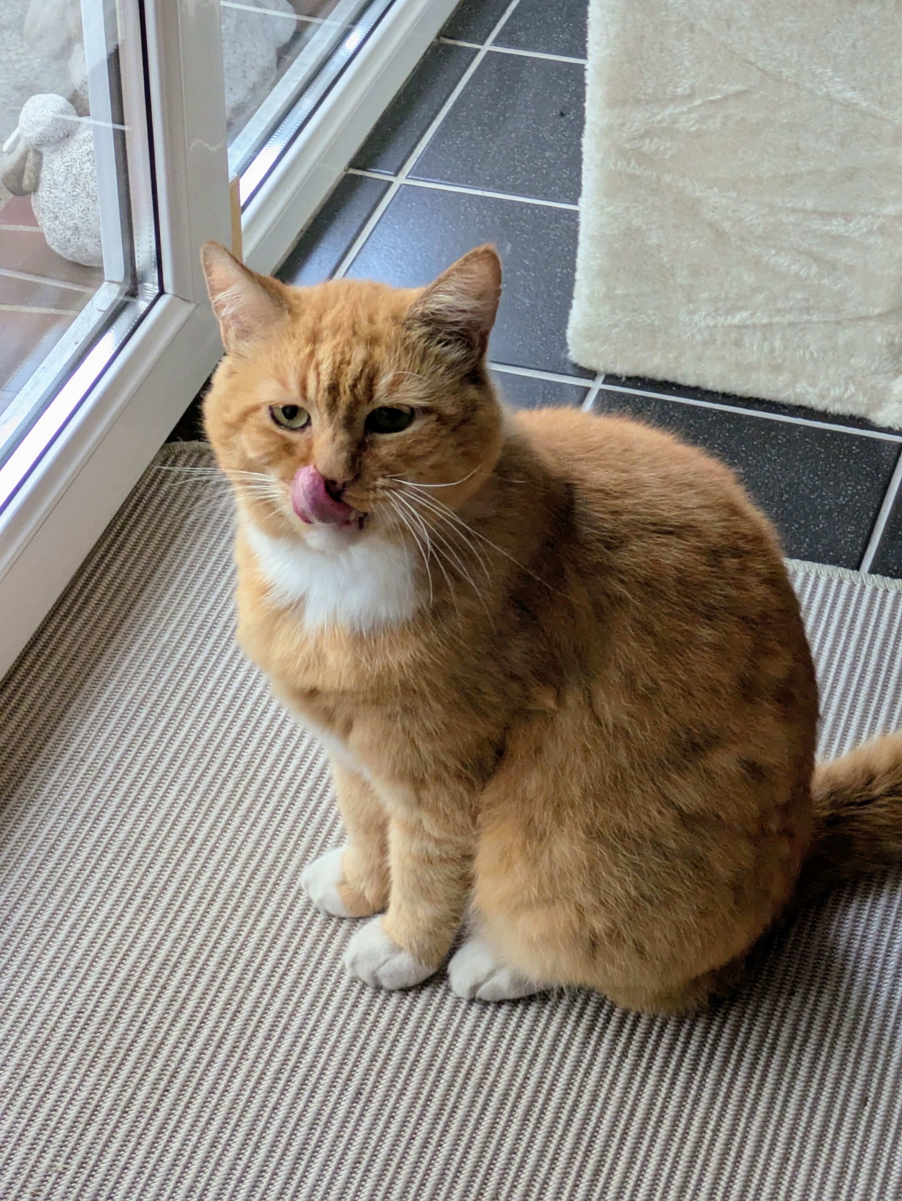 Katze: „Albert“