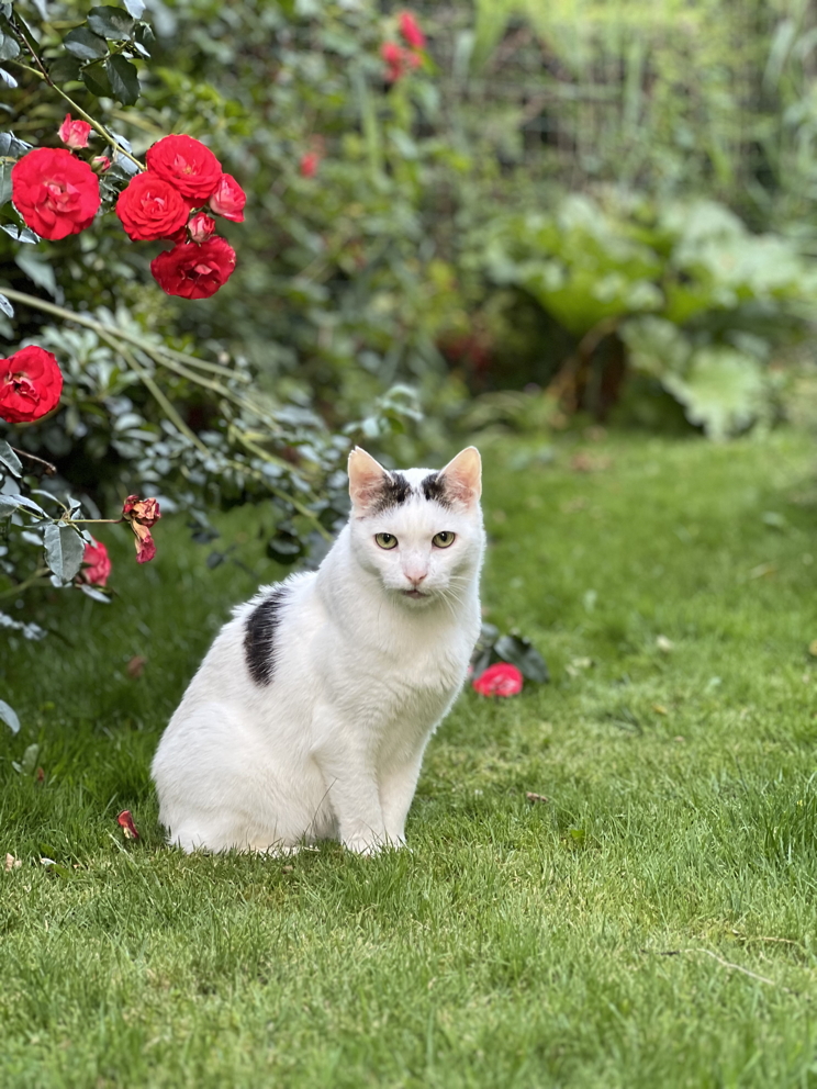 Katze: „Mike“