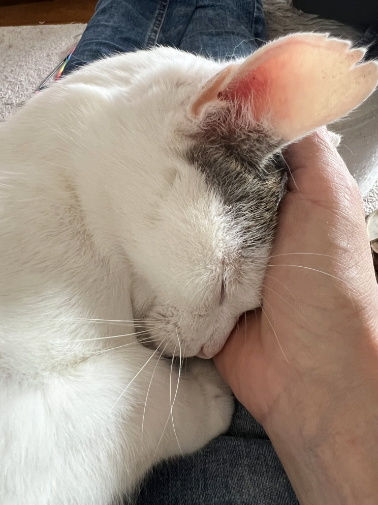 Katze: „Mike“