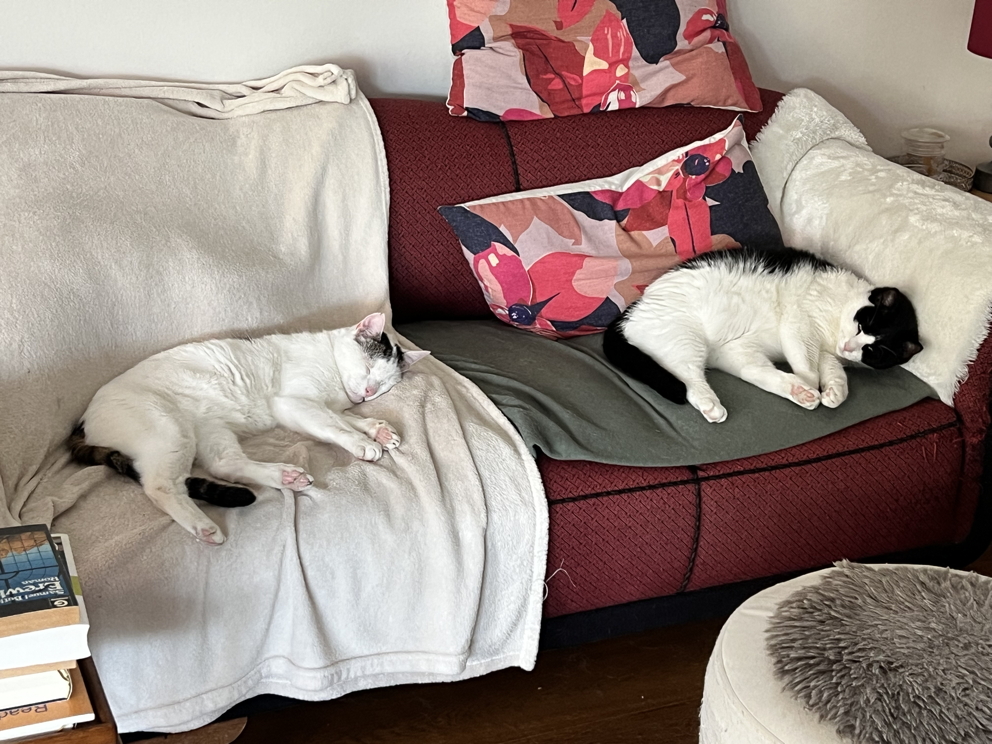 Katze: „Mike“