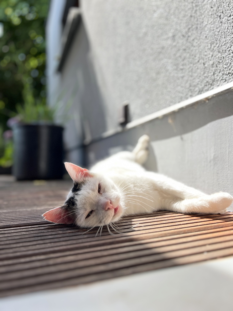 Katze: „Mike“