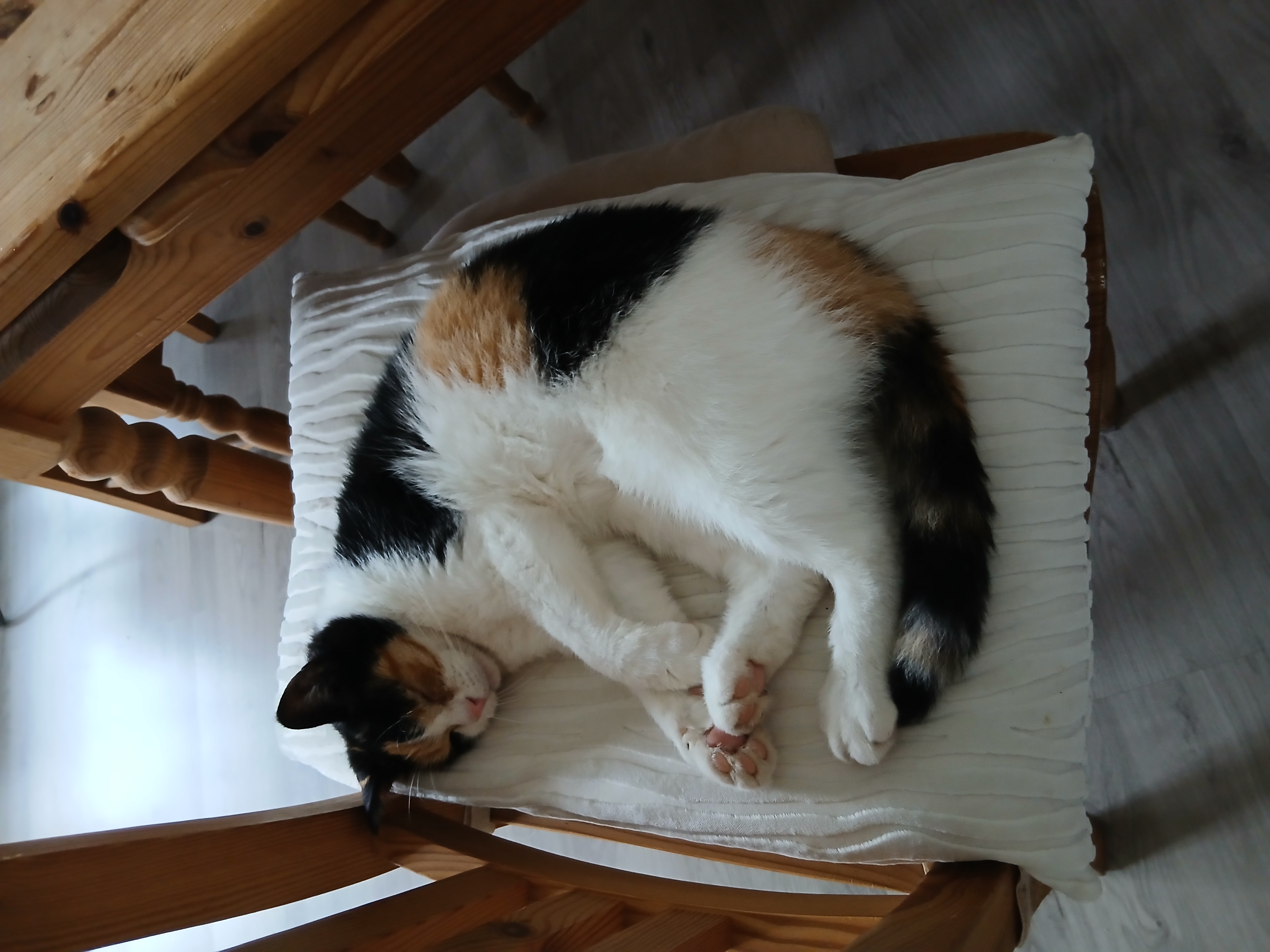 Katze: „Walli“