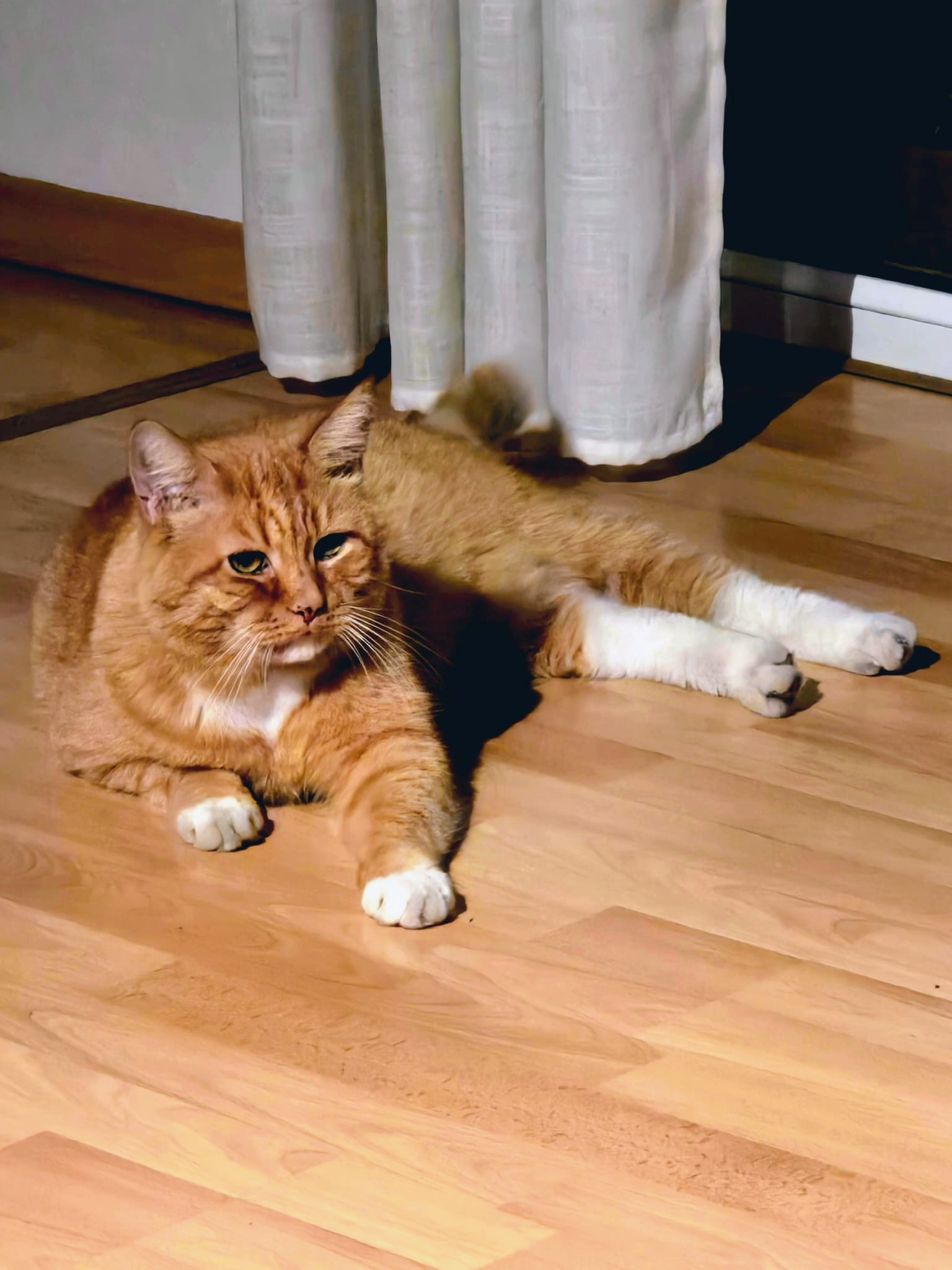 Katze: „Albert“