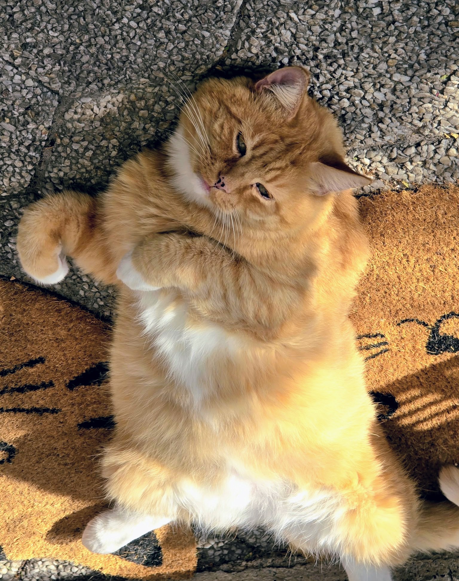 Katze: „Albert“