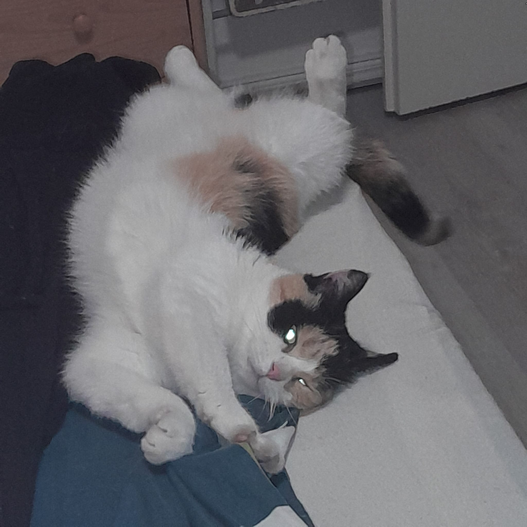 Katze: „Walli“