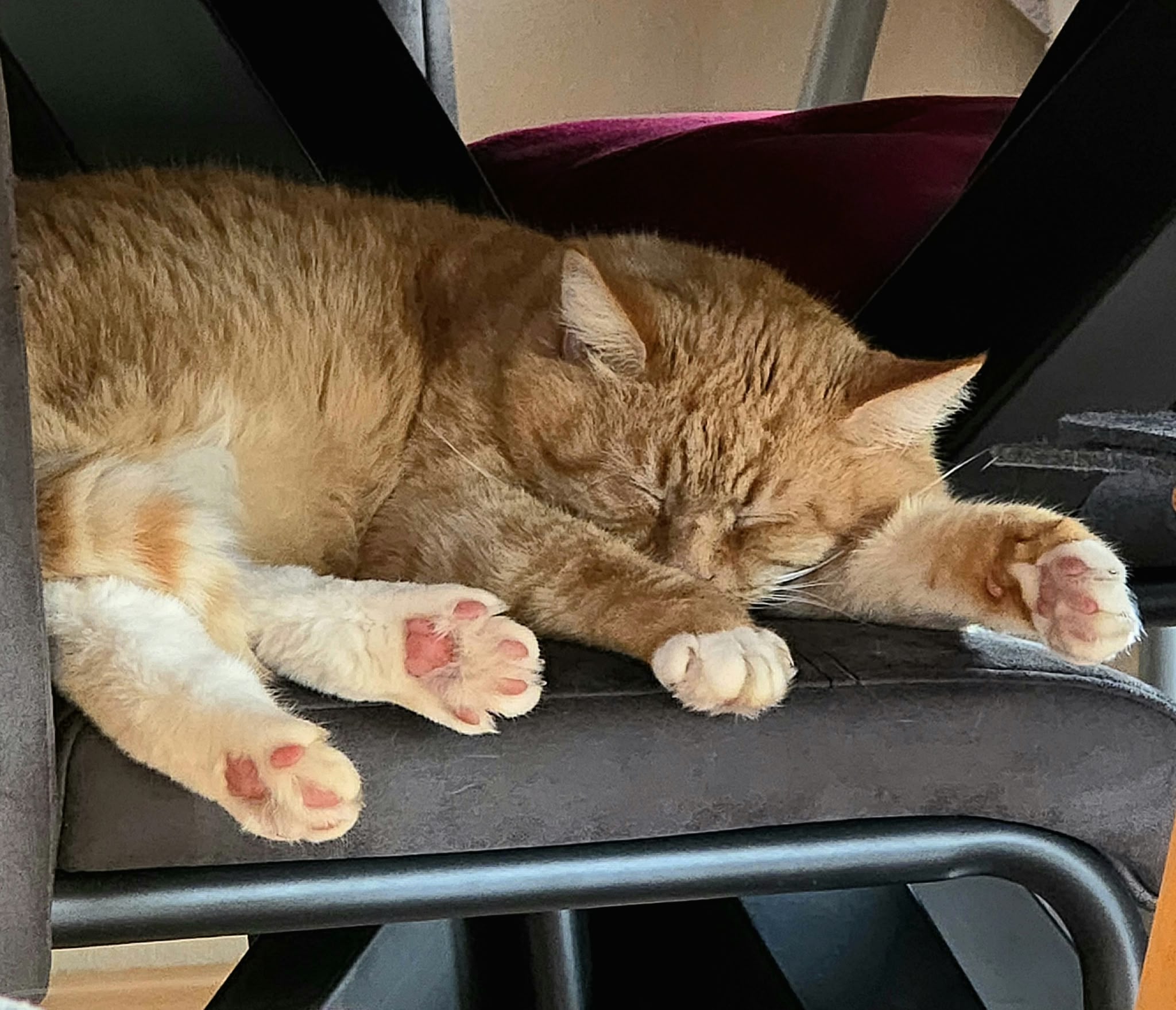 Katze: „Albert“
