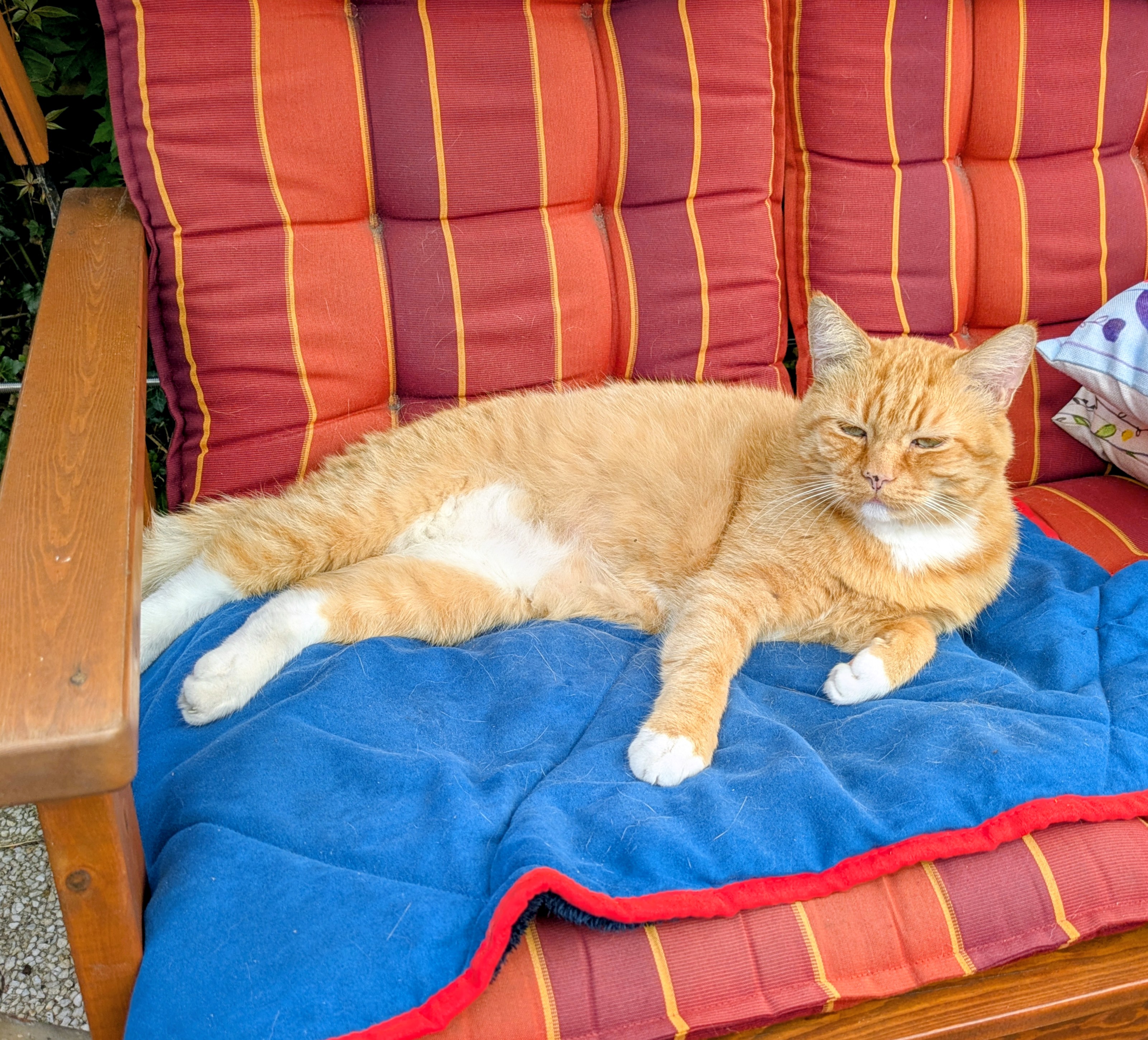Katze: „Albert“