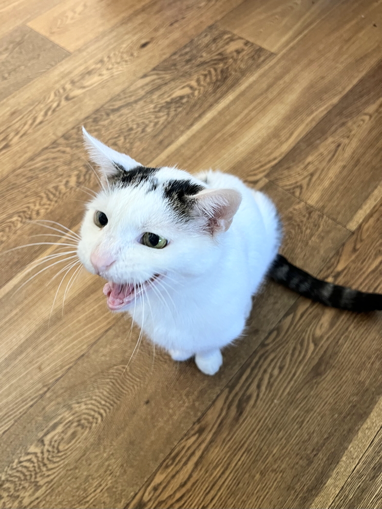 Katze: „Mike“