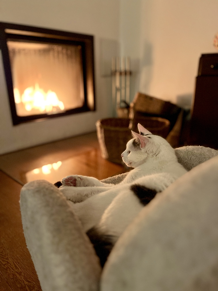 Katze: „Mike“