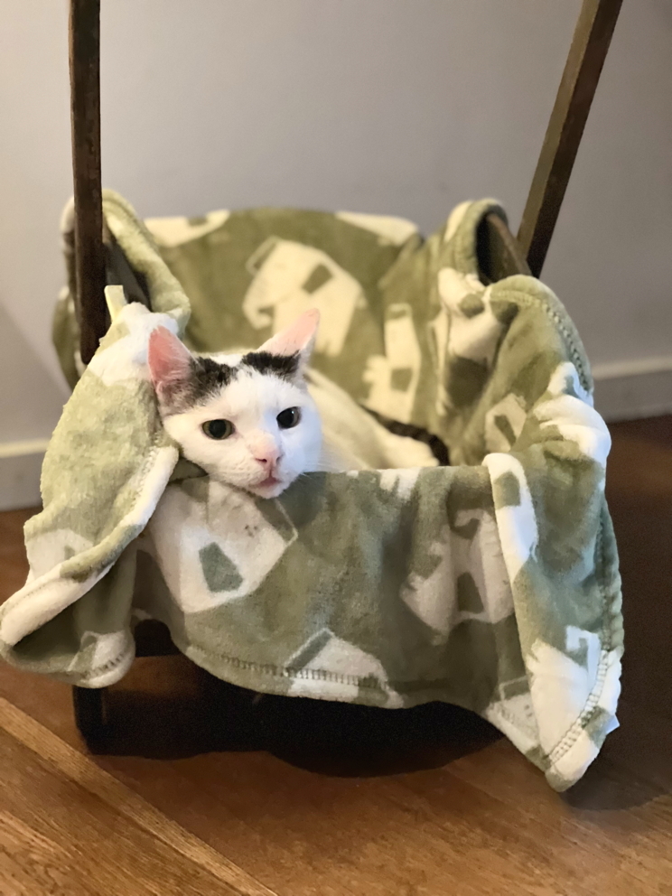 Katze: „Mike“