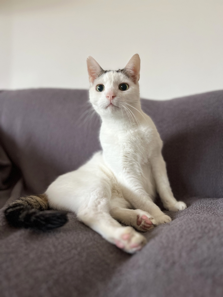 Katze: „Mike“