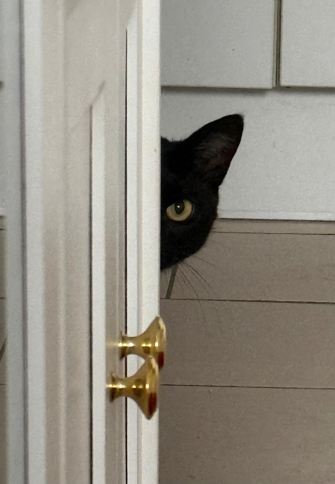 Katze: „Emil ( ehemals Sigma)“