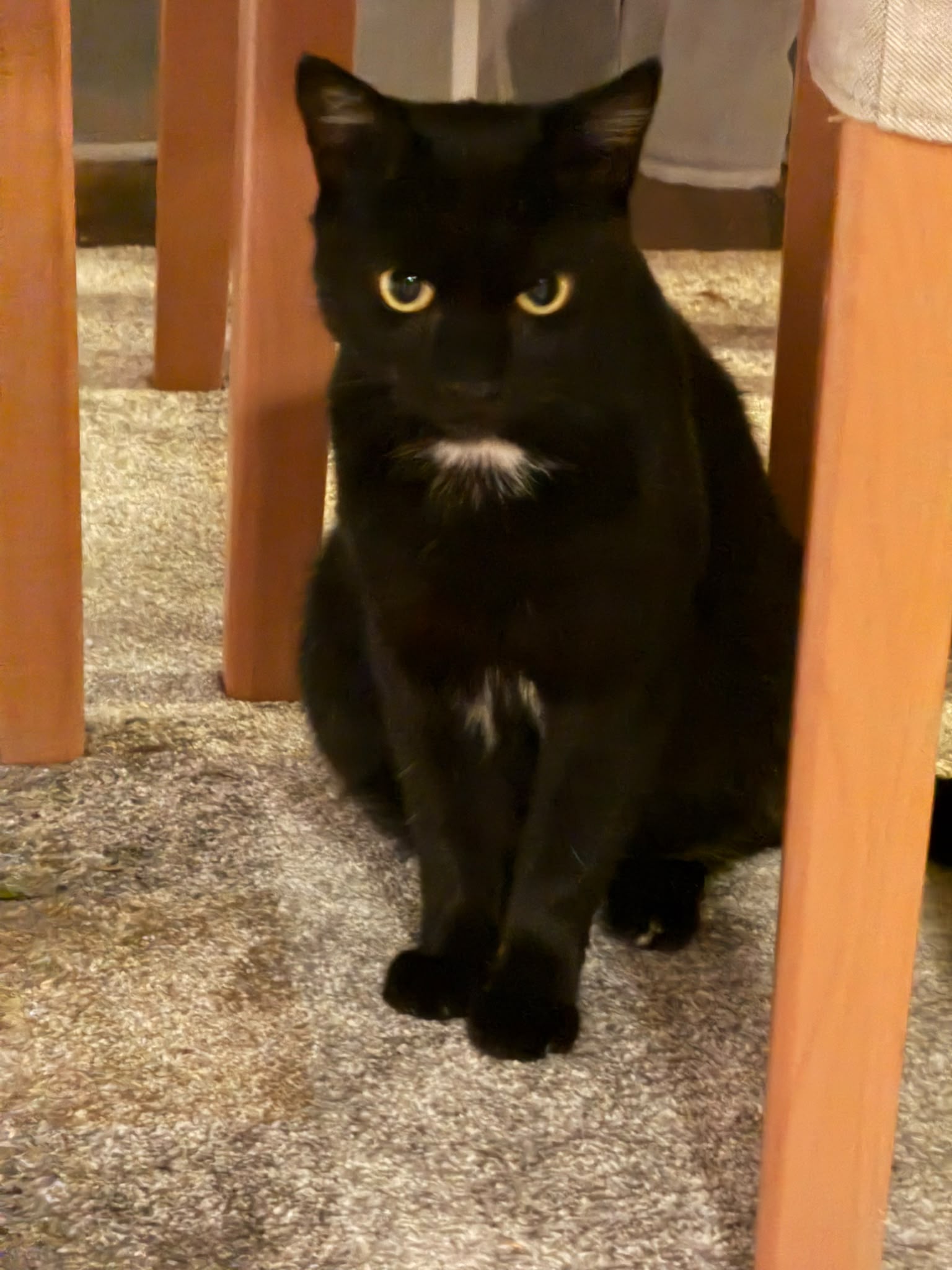 Katze: „Emil ( ehemals Sigma)“