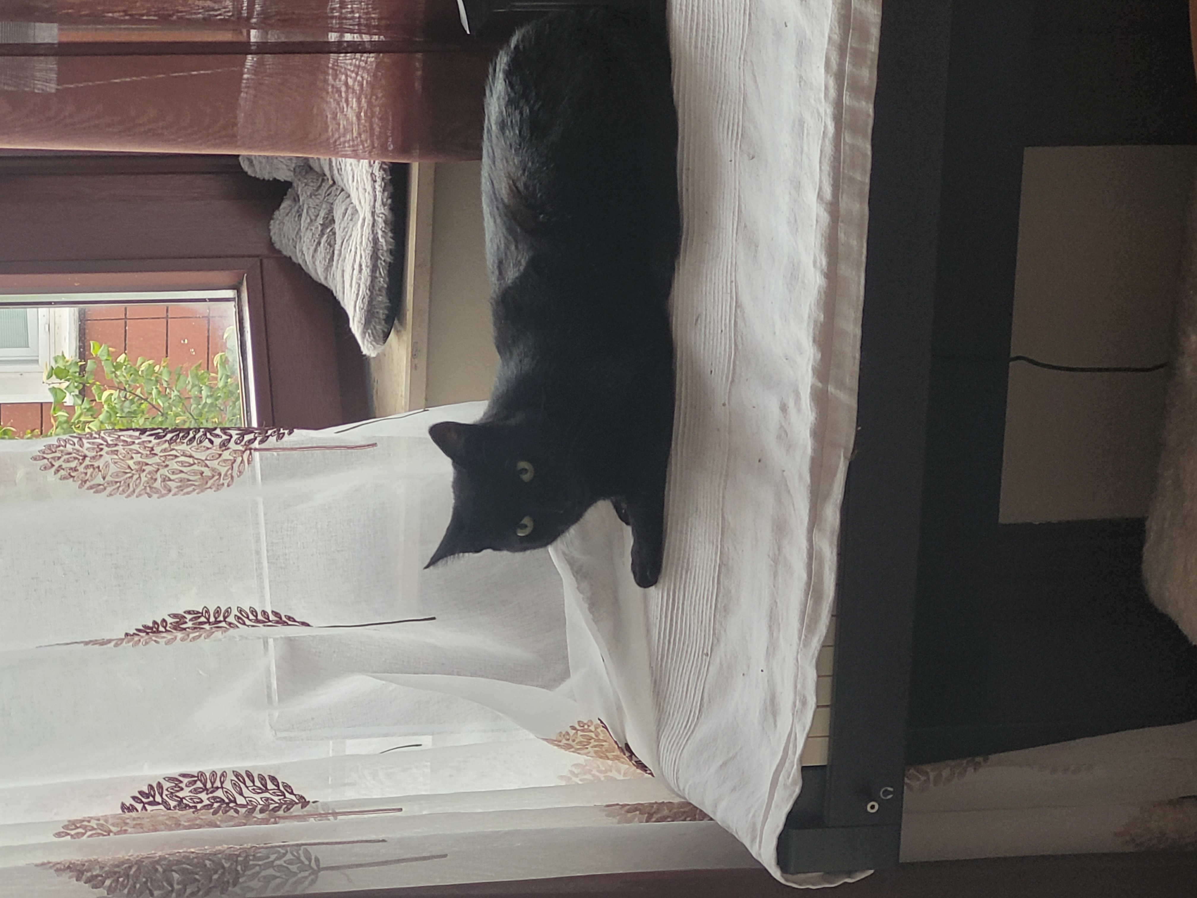 Katze: „Emil ( ehemals Sigma)“