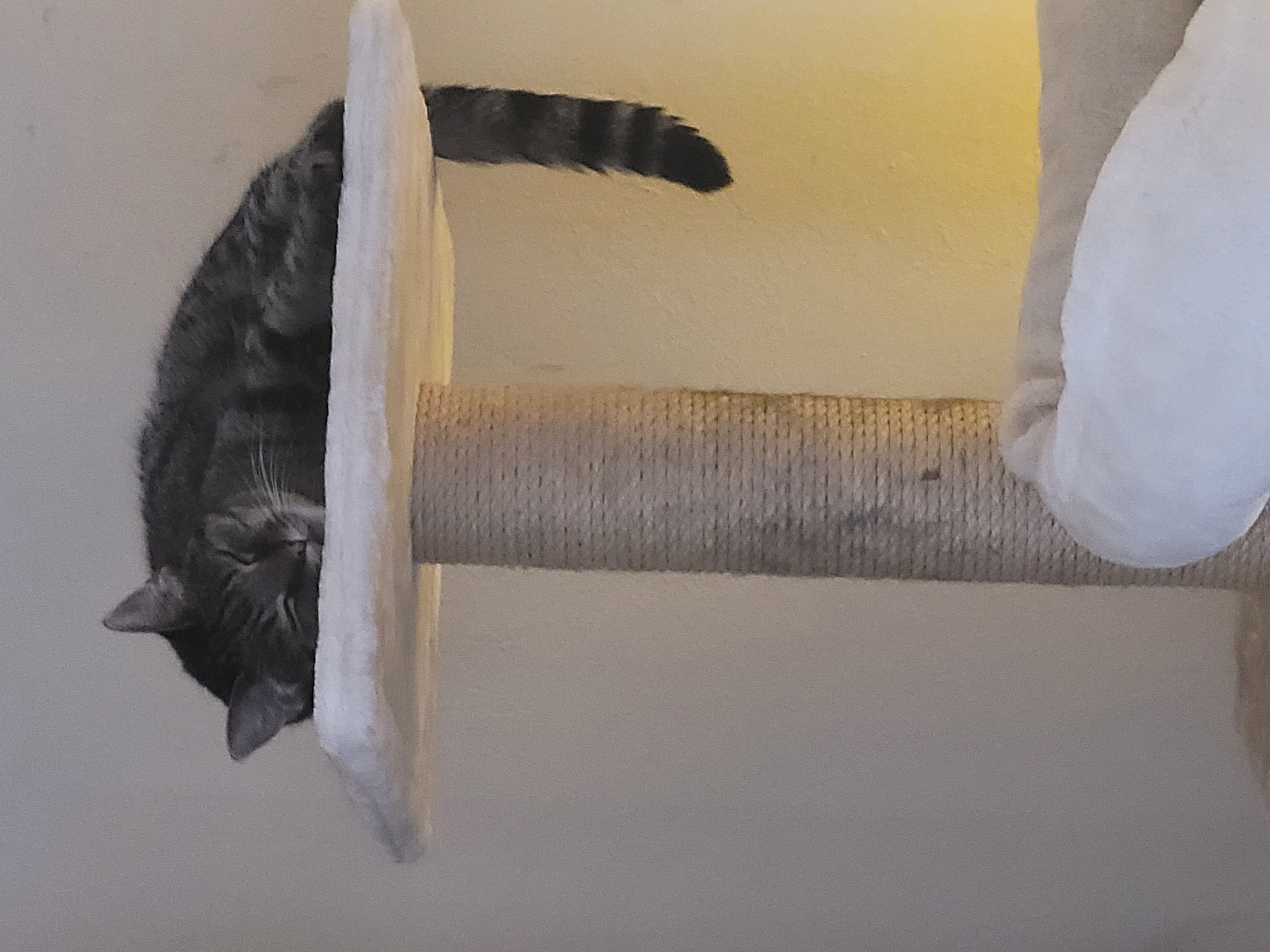Katze: „Emil ( ehemals Sigma)“